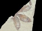 Fossil Fish (Gosiutichthys) Mortality Plate - Lake Gosiute #68413-1